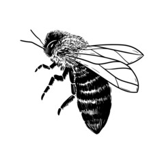 vector line illustration insect bee