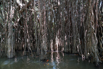 Khlong Sang Ne or Little Amazon Takua Pa in Phang Nga Thailand - short canal originated from Khao Bang Tao and ends at the Takua Pa River , see the old Banyan Mangrove snake and Reticulated python