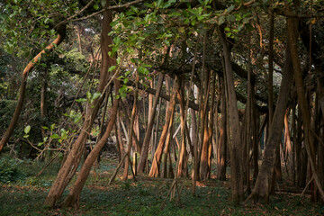 Canony of aerial prop roots belonging to more than 250 years old Great Banyan tree in Shibpur...