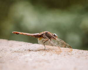 Dragonfly in Motion