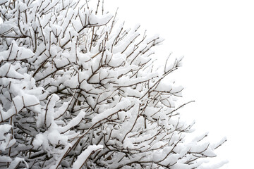 Tree branches covered with snow, textural effect, background - selective focus