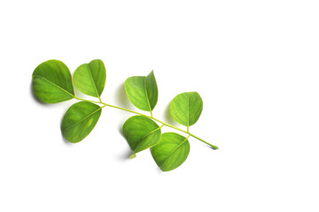 green leaves isolated on white background