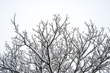 Fototapeta na wymiar Tree branches covered with snow, textural effect, background - selective focus