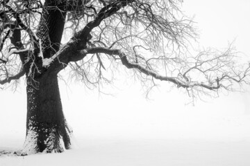 Winter landscape with a lone tree on a snowy field in a foggy winter day - selective focus
