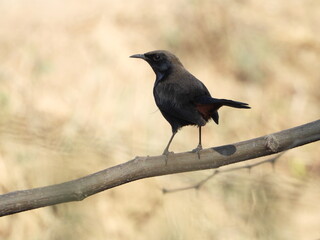 Indian robin on the ground