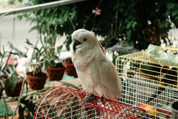 parrot in cage