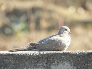 Laughing dove - pigeon on the wall