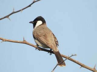 White cheek bulbul - black capped kingfisher