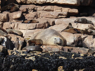A Southern Elephant seal trying to fit in amongst the Cape Fur seals on Robberg Peninsula.