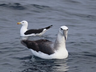 Seagull takes on a juvenile albatross for fishing scraps.
