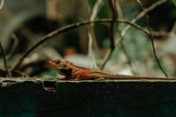 lizard on a branch