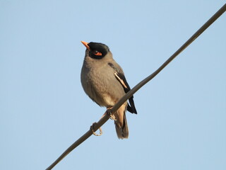 Indian myna - red backed shrike
