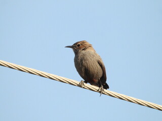 Indian robin female - bird on a branch