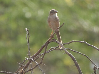 Common babbler