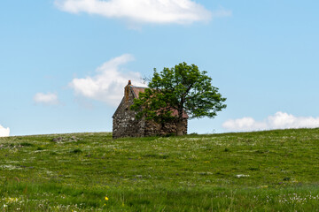 Petite maison ancienne de vigne ombragée par un bel arbre sur un plateau d'Auvergne