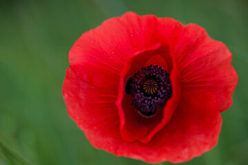 Flowers Red poppies blossom on wild field. Beautiful field red poppies with selective focus. soft light. Natural drugs. Glade of red poppies. Lonely poppy. Soft focus blur