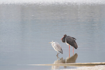 Black stork with gray heron