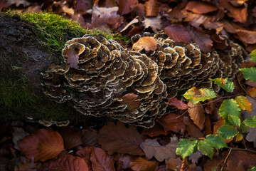 Long group of brown mushrooms growing on the base of a tree surrounded by brown leaves on a fall day in the Palatinate forest of Germany.