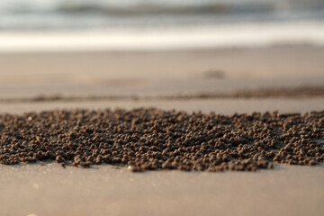 Nature scene of Little crab on the beach is Dig sand on the beach