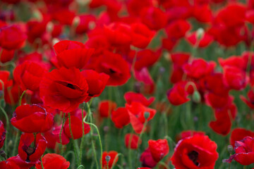 Fototapeta na wymiar Flowers Red poppies blossom on wild field. Beautiful field red poppies with selective focus. soft light. Natural drugs. Glade of red poppies. Lonely poppy. Soft focus blur