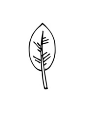 Fototapeta premium Tree leaf. Hand drawing outline. Sketch isolated on a white background. Vector