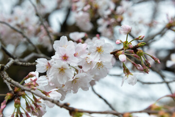 Cherry blossoms at Ueno Toshogu Shrine in Ueno Park, Tokyo, Japan. A shrine dedicated to Tokugawa Ieyasu (1543-1616) built in 1627.
