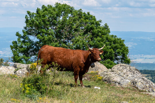 Vache salers au milieu d'un champ sur une colline dans le cantal