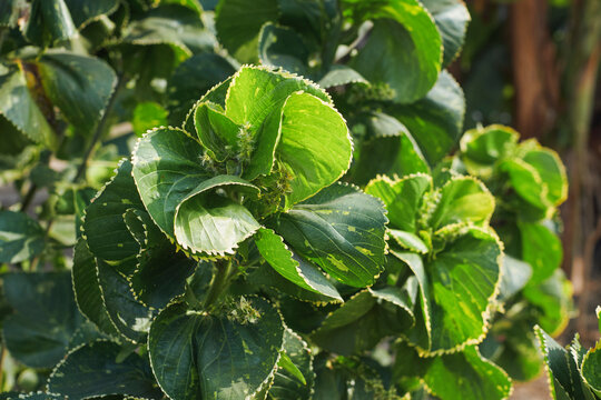 Bright green hued leaves of copperleaf or Jacob&rsquo;s coat plant (Acalypha wilkesiana) with inflorescence. This popular garden plant has medicinal values in treating certain fungal skin disease.