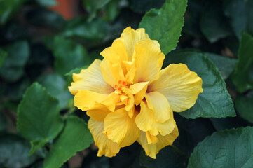 Closeup of a beautiful large yellow Hibiscus flower with green leaves background in garden. Shot taken in Simultala, Bihar.