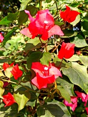 red rose in the garden