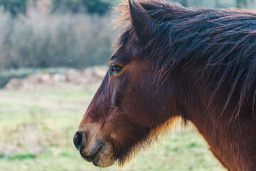 Close-up view of the face of a  brown horse at outdoors