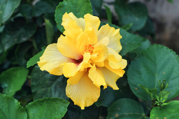 Closeup of a beautiful large yellow Hibiscus flower with green leaves background in garden. Shot taken in Simultala, Bihar.
