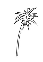 Coconut palm tree. Fast casual style. Tropical plant. Hand drawing outline. Sketch of exotic plants. Isolated on white background. Vector