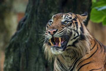 Close up photo of a sumatran tiger