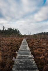 Fototapeta premium wooden bridge path over the swamp
