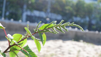 Close up of grass on the beach side