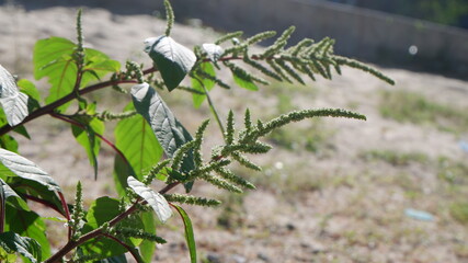 Close up of grass on the beach side