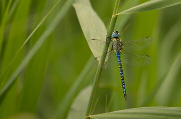 Südliche Mosaikjungfer (Aeshna affinis)