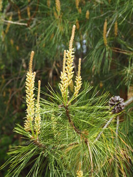 りん片 Images Browse 9 Stock Photos Vectors And Video Adobe Stock