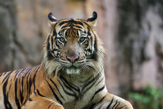 Close up photo of a sumatran tiger