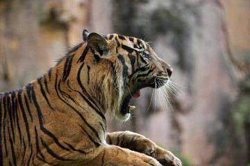 Close up photo of a sumatran tiger