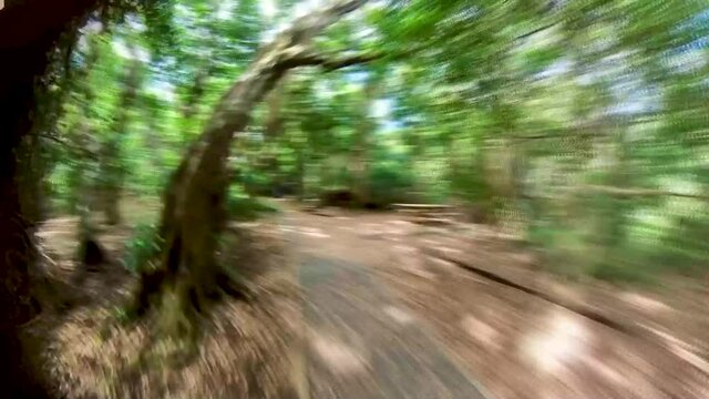 Pov timelapse or hyperlapse. First-person shooting of hiking, walking through the rainforest, Minnamurra rainforest, Sydney Australia