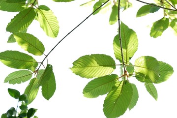 In selective focus a branch of Kratom leaves with sunlight on white isolated background for green foliage backdrop