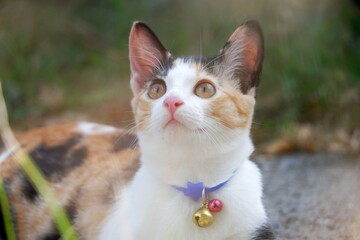 A cute kitty sitting on a floor with blurred cement floor background in outdoor space