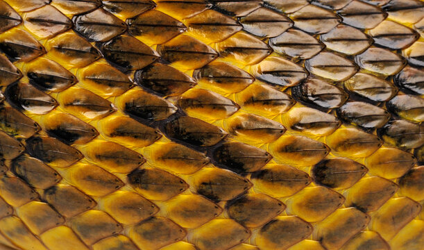 Schlangenhaut, Beschuppung - Gelbkehl-Zischnatter // Yellow-bellied puffing snake (Pseustes sulphureus)