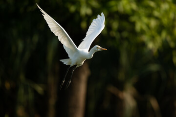 This is an image of indian cattle egret bird in flight