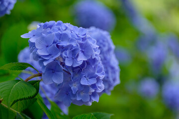 紫陽花