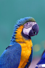 Close up photo of macaw parrots © DS light photography