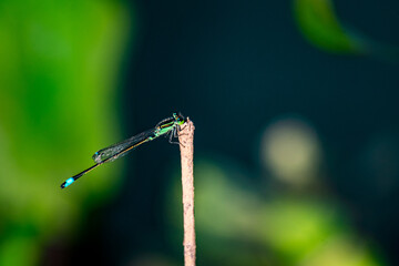 Beautiful nature scene with dragonfly outdoor. a background wallpaper