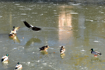 Wild ducks rest on the ice of the reservoir, the gray crow descends on the ice next to the ducks.